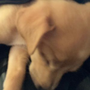 Meet your Posher, Susana